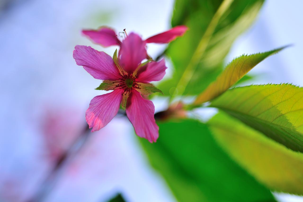Flower Free花自在 Zhuolan Luaran gambar