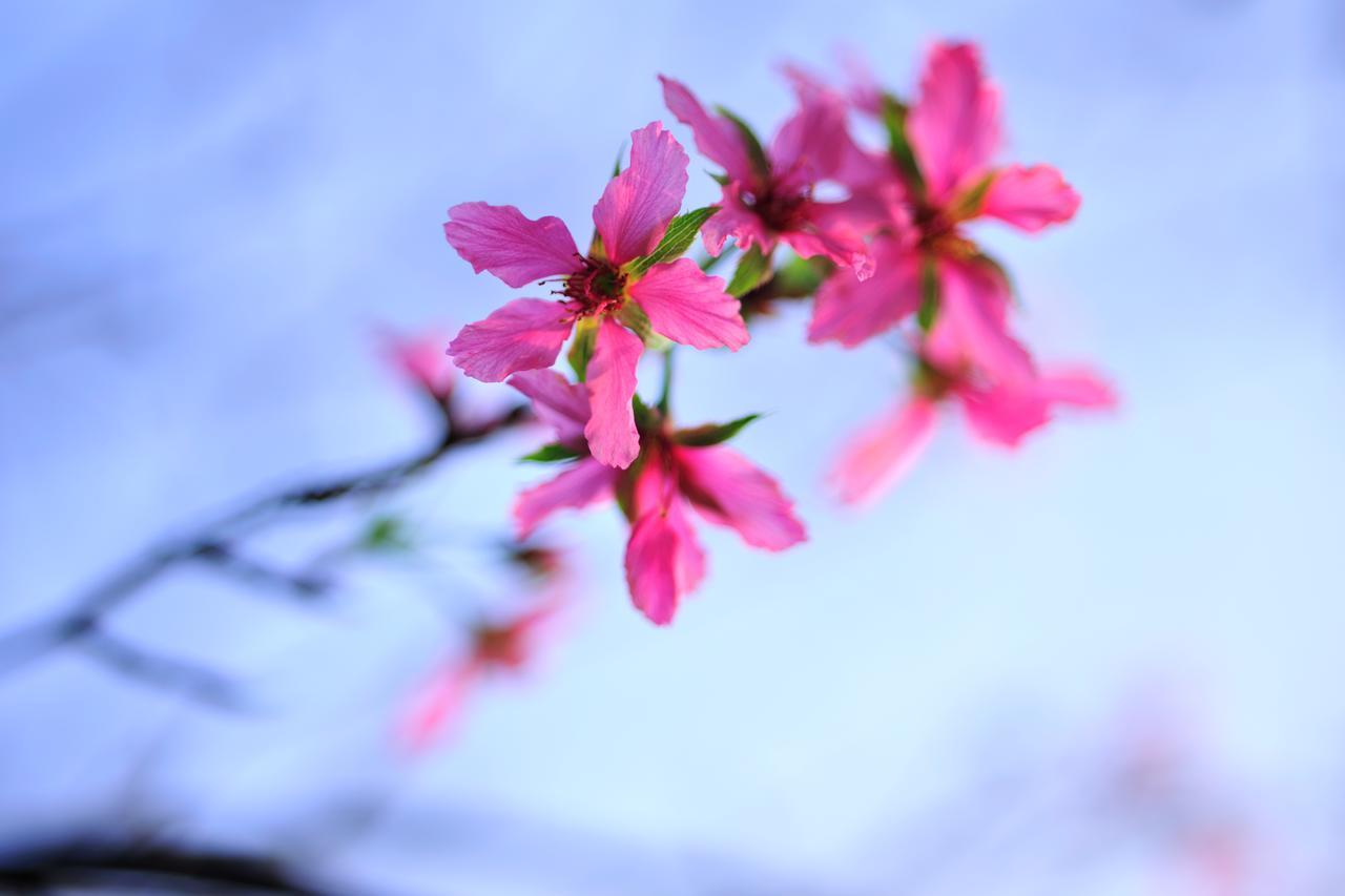 Flower Free花自在 Zhuolan Luaran gambar